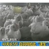 “速成鸡”引发产业链震荡 一味用药遭诟病