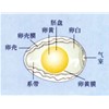 鸡蛋的正确保存方法
