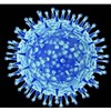 禽流感H7N9来袭，我们该吃什么样的鸡和蛋？