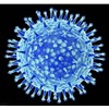 H7N9禽流感如何预防
