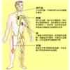 健康营养与免疫力
